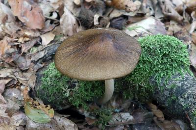 Hymenopellis radicata