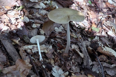 hymenopellis-radicata1
