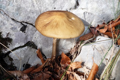 hymenopellis-radicata2