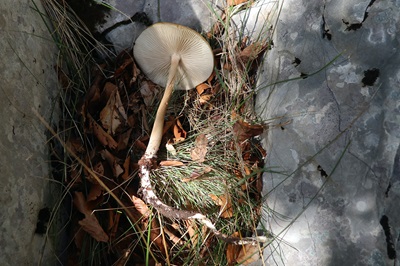 hymenopellis-radicata3