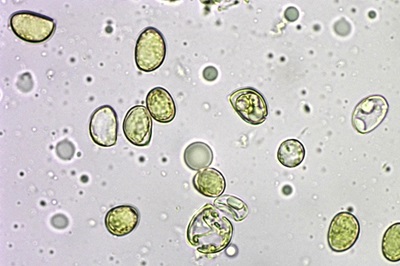 hymenopellis-radicata6