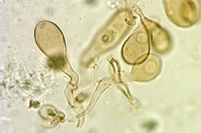 hymenopellis-radicata7