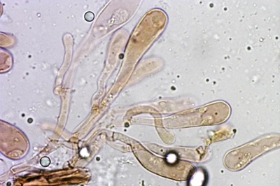 hymenopellis-radicata8