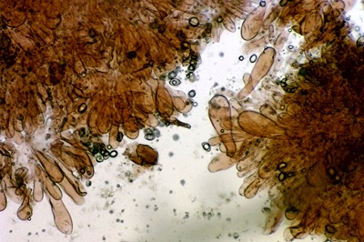 hymenopellis-radicata9