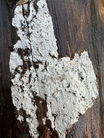 Hyphodontia alutaria