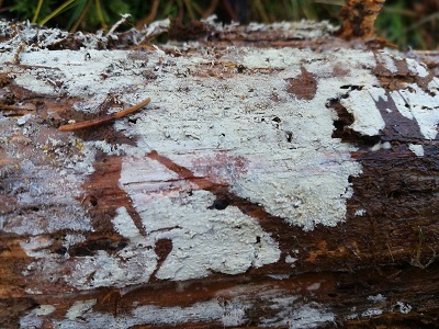 Hyphodontia pallidula