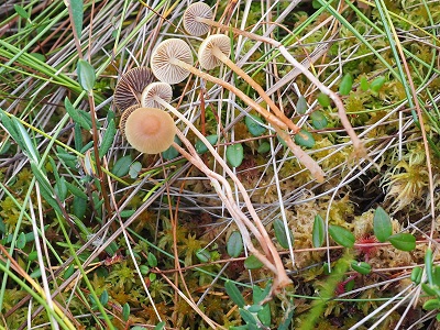 Hypholoma elongatum