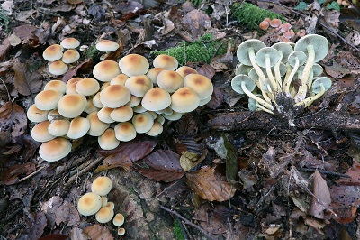 hypholoma-fasciculare1