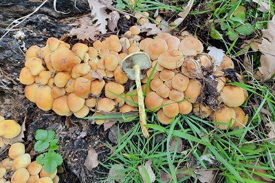 hypholoma-fasciculare2