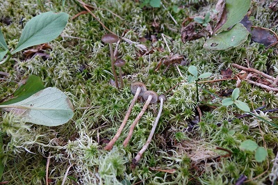 Hypholoma myosotis
