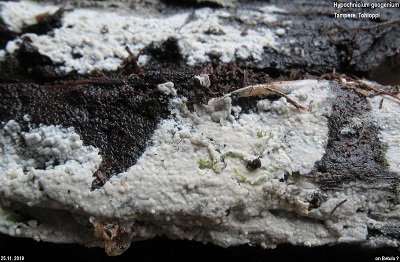 Hypochnicium geogenium