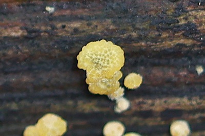 hypocrea-gelatinosa4