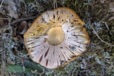 Hypomyces hyalinus