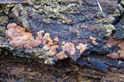 hypoxylon-rubiginosum1