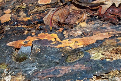 hypoxylon-rubiginosum2
