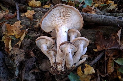 hypsizygus-tessulatus1