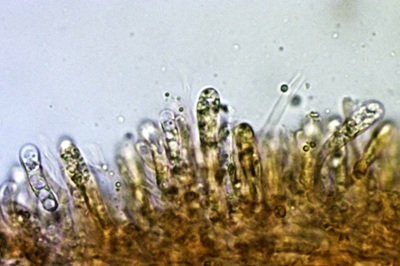 hypsizygus-tessulatus12