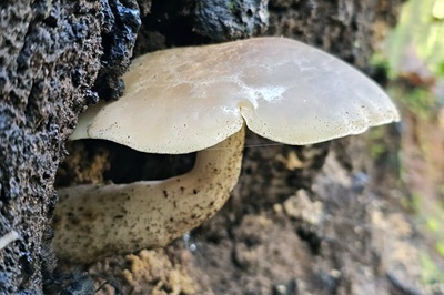 hypsizygus-tessulatus3