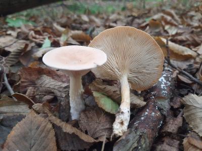 Infundibulicybe gibba