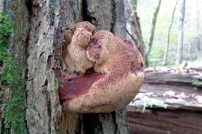 Inocutis dryophila