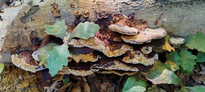 Inocutis rheades