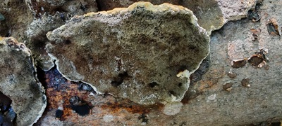 inocutis-rheades1