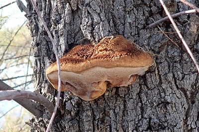 Inonotus tamaricis