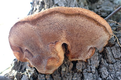 inocutis-tamaricis1
