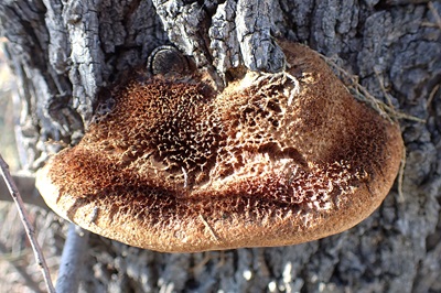 inocutis-tamaricis2