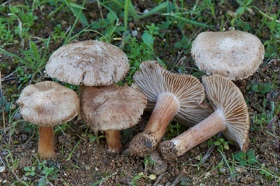Inocybe albovelutipes