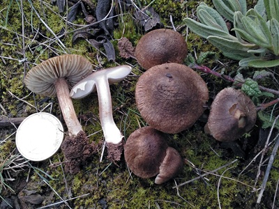 Inocybe amethystina