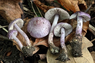 Inocybe aphroditeana