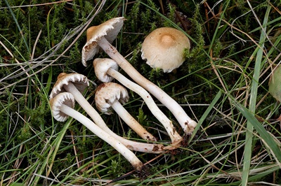Inocybe appendiculata