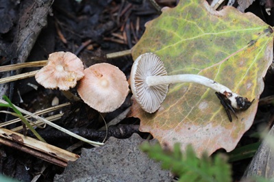 Inocybe armeniaca