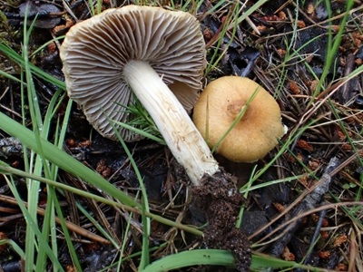 Inocybe aurea