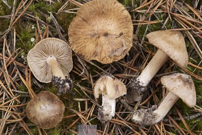 Inocybe baltica