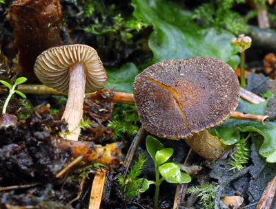 Inocybe botaurina