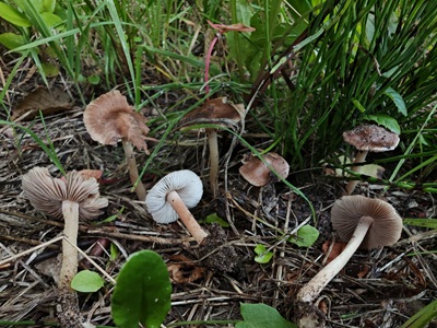 Inocybe calida