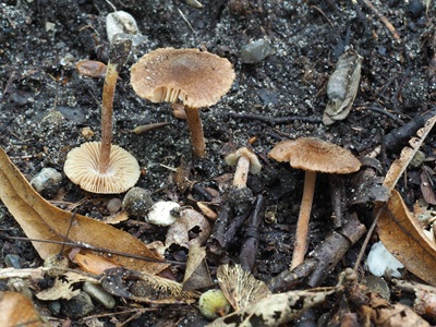 Inocybe calospora