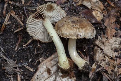 Inocybe caprimulgi