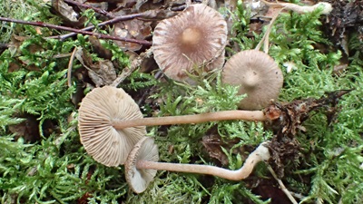 Inocybe castanea