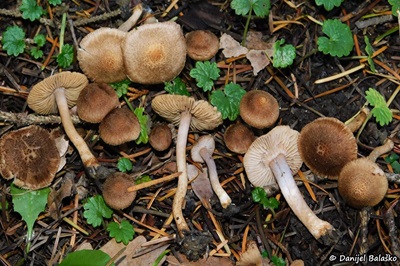 Inocybe cincinnata