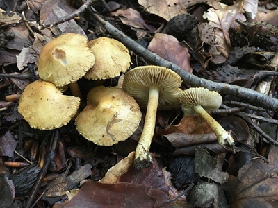 Inocybe cryptocystis