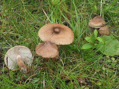 Inocybe curvipes