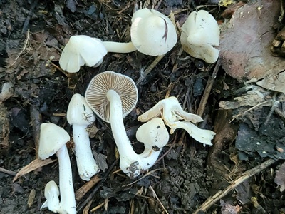 Inocybe cygnea