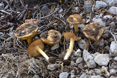 Inocybe decipiens