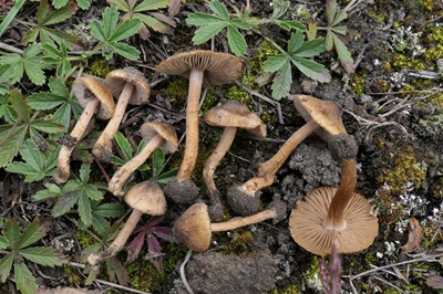 Inocybe dunensis