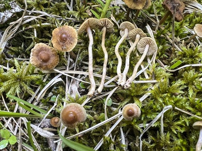 Inocybe egenula