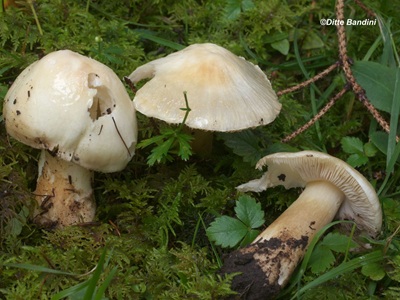 Inocybe fibrosa