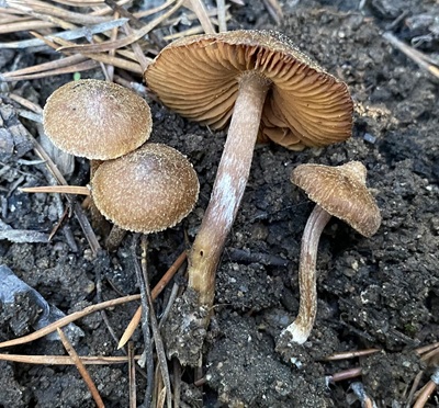 Inocybe filiana